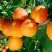 Абрикос СПАДЧЫНА в Жодино