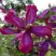Клематис СВИТ САММЕР ЛАВ в Жодино
