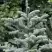 Пихта благородная в Жодино
