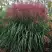 Мискантус МАЛЕПАРТУС китайский  в Жодино