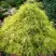 Кипарисовик ФИЛИФЕРА АУРЕА горохоплодный в Жодино