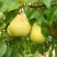 Груша ВЕЛИКАЯ ЛЕТНЯЯ (БОЛЬШАЯ ЛЕТНЯЯ) в Жодино