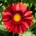Гайлардия АРИЗОНА РЕД ШЕЙДС в Жодино