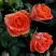 Роза ОРАНЖ ДЖЕВЕЛ миниатюрная в Жодино