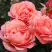 Роза КОРАЛ ЛИОНС РОУЗ флорибунда в Жодино