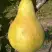 Груша КОНКОРД в Жодино