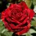 Роза РЕД ИНТУИШН чайно-гибридная в Жодино