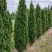 Туя ДЕГРУТ СПАЙР западная в Жодино