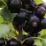 Смородина чёрная НЕСТЕР КОЗИН в Жодино