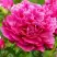 Пион НОЧНЫЕ ГРЕЗЫ древовидный в Жодино
