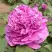 Пион ОРНАМЕНТ древовидный в Жодино