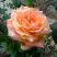 Роза ЭЛЬДОРАДО чайно-гибридная в Жодино