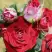 Роза РУБИ СТАР спрей в Жодино
