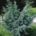 Можжевельник БЛЮ АЛЬПС китайский  в Жодино