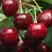 Черешня ГРОНКАВАЯ в Жодино