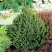 Ель КОМПАКТА обыкновенная в Жодино