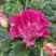 Роза БРЕРА флорибунда в Жодино