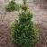 Ель ВИЛС ЦВЕРГ обыкновенная в Жодино