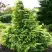 Кипарисовик САНКИСТ лавсона в Жодино