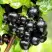 Смородина чёрная БЕЛОРУССКАЯ СЛАДКАЯ в Жодино