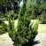 Можжевельник КАЙЗУКА китайский в Жодино