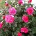 Роза МАЛИНОВЫЙ ЗВОН чайно-гибридная в Жодино