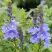 Вероника РОЯЛ БЛЮ большая в Жодино