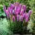 Лиатрис РОЗЕА колосковая в Жодино