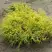 Кипарисовик ГОЛДЕН МОП горохоплодный в Жодино