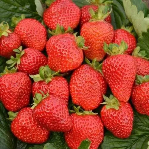 Клубника САН АНДРЕАС ремонтантная  Клубника САН АНДРЕАС ремонтантная в Жодино