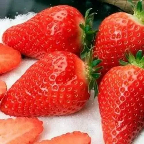 Клубника АЛЬБА  Клубника АЛЬБА в Жодино