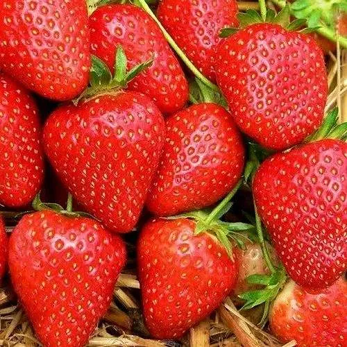 Клубника КВИКИ  Клубника КВИКИ в Жодино