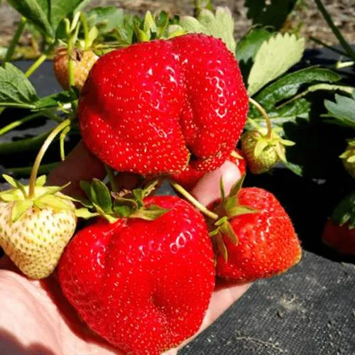 Клубника АПРИКА  Клубника АПРИКА в Жодино