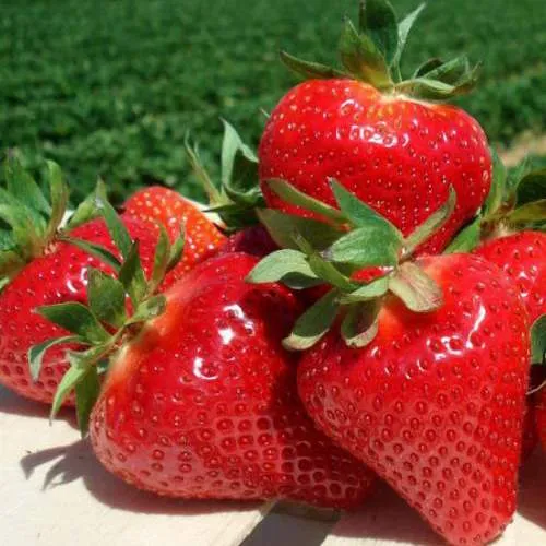 Клубника ДЖОЛИ  Клубника ДЖОЛИ в Жодино