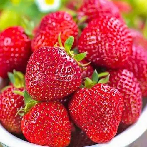 Клубника СИЛЬВИЯ  Клубника СИЛЬВИЯ в Жодино