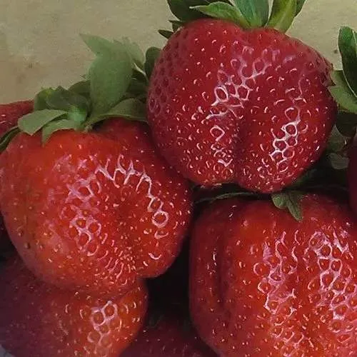 Клубника ДЕСТЕНИ  Клубника ДЕСТЕНИ в Жодино