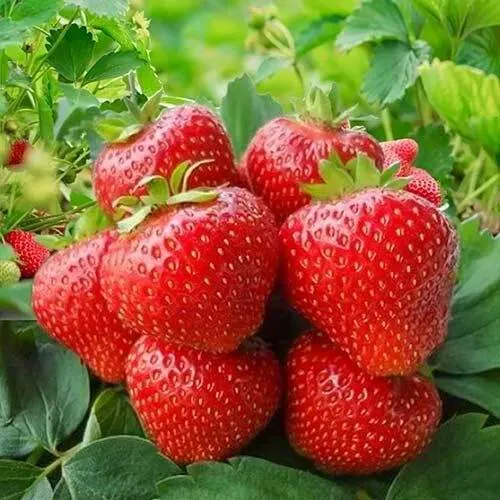 Клубника КИМБЕРЛИ  Клубника КИМБЕРЛИ в Жодино