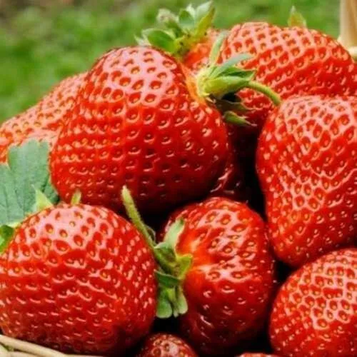 Клубника ФЛОРЕНС  Клубника ФЛОРЕНС в Жодино