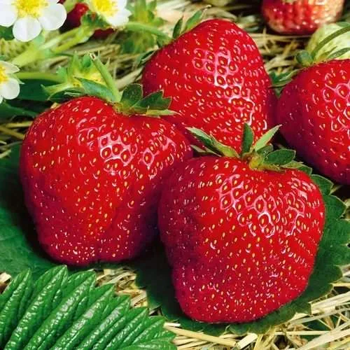 Клубника ВИМА ЗАНТА  Клубника ВИМА ЗАНТА в Жодино