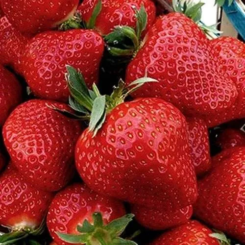 Клубника КЛЕРИ  Клубника КЛЕРИ в Жодино