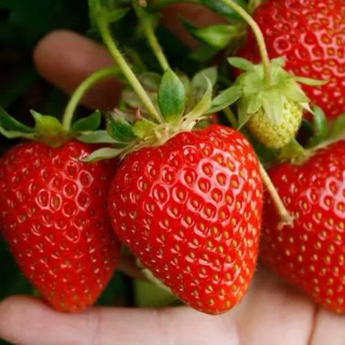 Клубника ПОРТОЛА ремонтантная  Клубника ПОРТОЛА ремонтантная в Жодино