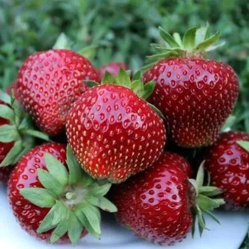 Клубника МАЛЬВИНА  Клубника МАЛЬВИНА в Жодино