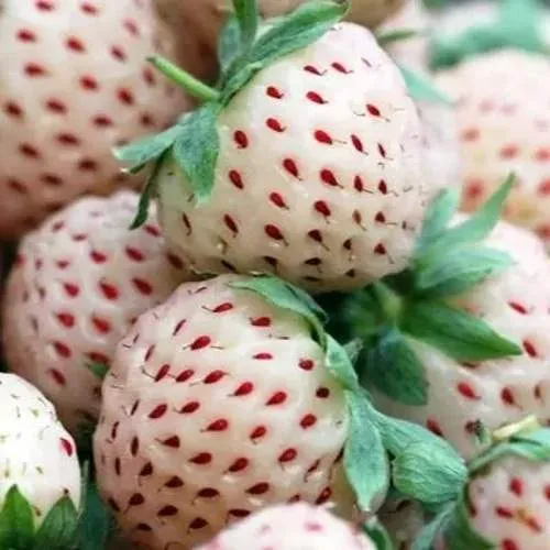 Клубника АНАНАСА ремонтантная  Клубника АНАНАСА ремонтантная в Жодино