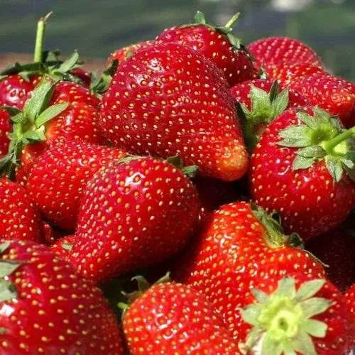 Клубника ПИРЧИНКЬЮ  Клубника ПИРЧИНКЬЮ в Жодино