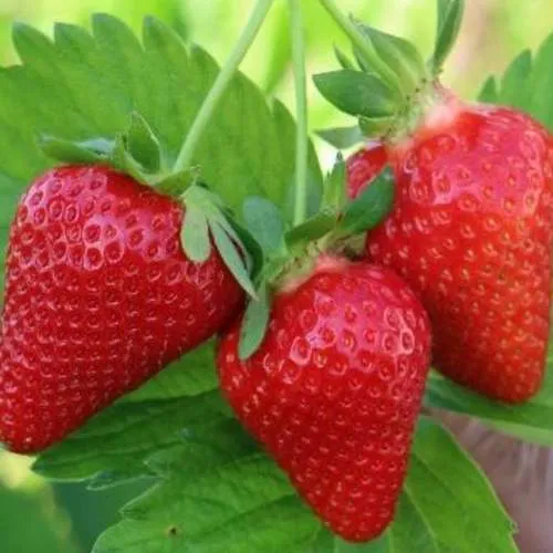 Клубника КЛОДИЯ  Клубника КЛОДИЯ в Жодино