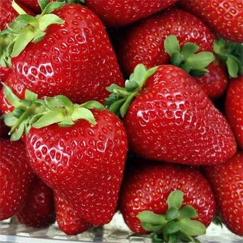 Клубника СКАЛА  Клубника СКАЛА в Жодино