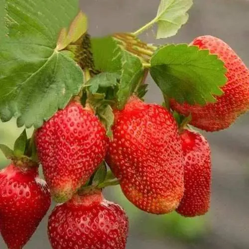 Клубника АЗИЯ  Клубника АЗИЯ в Жодино