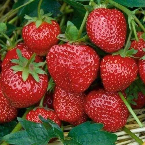 Клубника СЕЛЬВА ремонтантная  Клубника СЕЛЬВА ремонтантная в Жодино