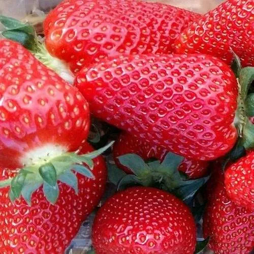 Клубника АМИ  Клубника АМИ в Жодино