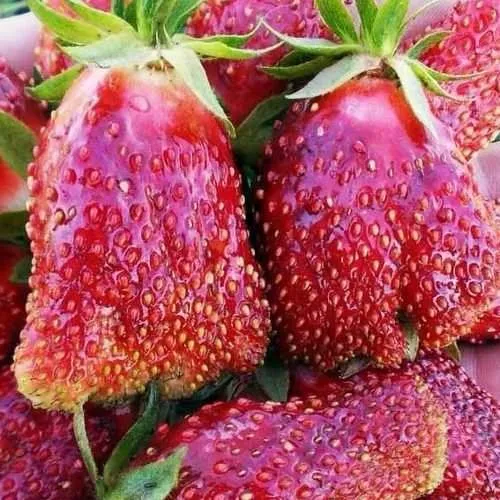 Клубника КУПЧИХА  Клубника КУПЧИХА в Жодино